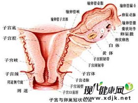 卵巢囊肿的六个蛛丝马迹