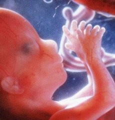 ΢��Ԫ�أ�̥�����������ر�