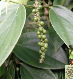 ����ʳ�ƿ����ļ�������������