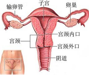 子宫到底有多少垃圾?女人必知