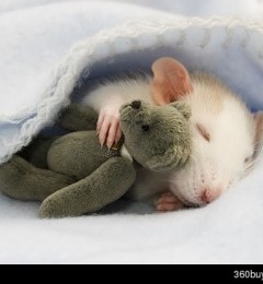 ���쿪�ſյ�˯��Ҳ���ܽ����Ŵ���ԭ��