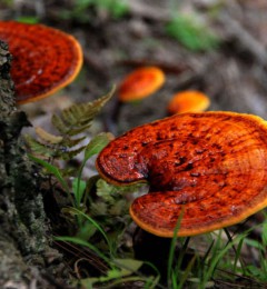 ��֥VS��� һ���ȷ�����Ľ�������������ʣ�̽����֥