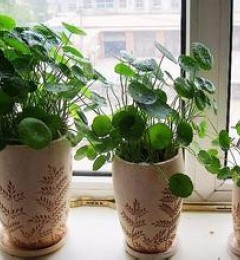 ����ֲ�� �þ��ҳ�������