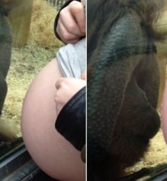 ����Ҳ�а� �����������и�