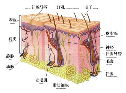 肌肤换季大作战,初秋抗燥从头开始