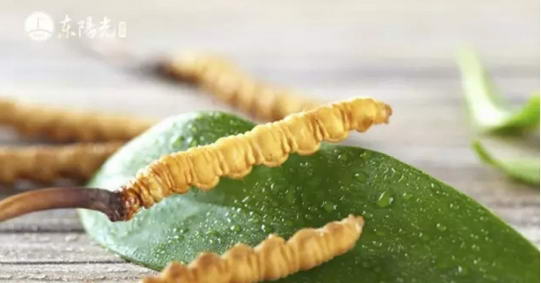 东阳光鲜草:鲜的冬虫夏草:肿瘤君请离大家都远一点