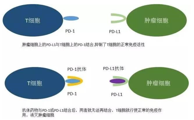 PD-1/PD-L1五大药物全解析 你想知道的都在这里