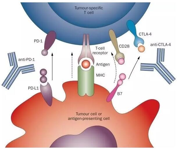 PD-1/PD-L1五大药物全解析 你想知道的都在这里