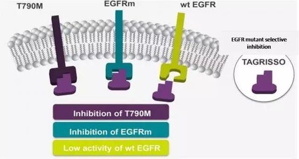 肺癌靶向药泰瑞莎(AZD9291)显著延长患者无进展生存期