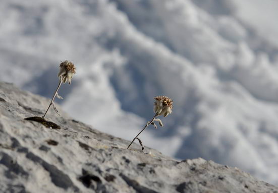 想像明星般拥有青春不老的容颜?滋尔滨细胞美疗帮你实现