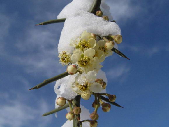 ȨƤר ޱŵȳΪйҩױƬ