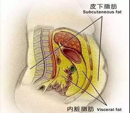 圣嘉荣李石院长：哪个部位的脂肪适合填充胸部？