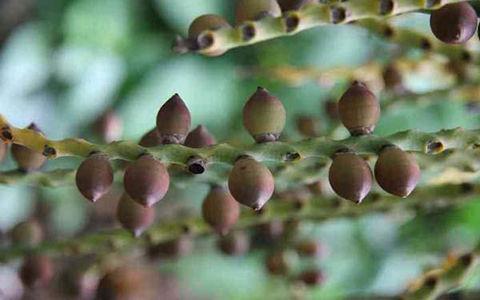 你知道吗?槟榔的药用价值仍未完全开采