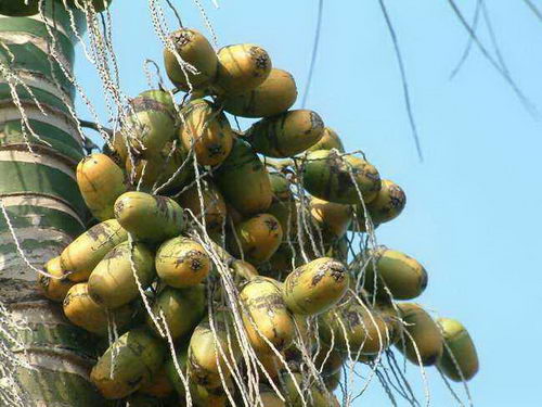 你知道吗?槟榔的药用价值仍未完全开采