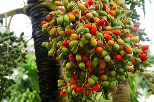 你知道吗?槟榔的药用价值仍未完全开采