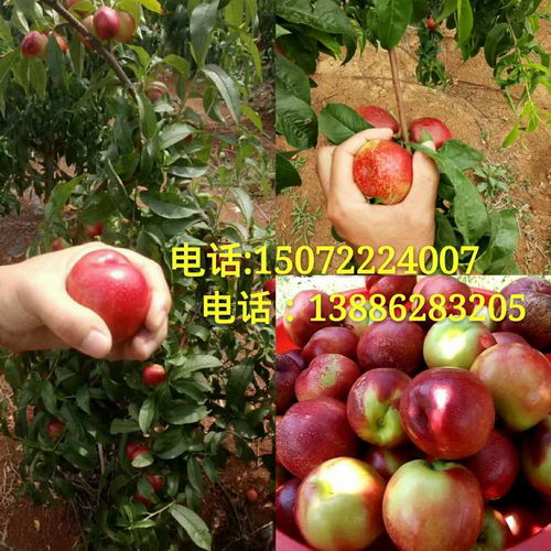 湖北桃子、西瓜【代办王照斌】告诉你哪里的桃子西瓜最好