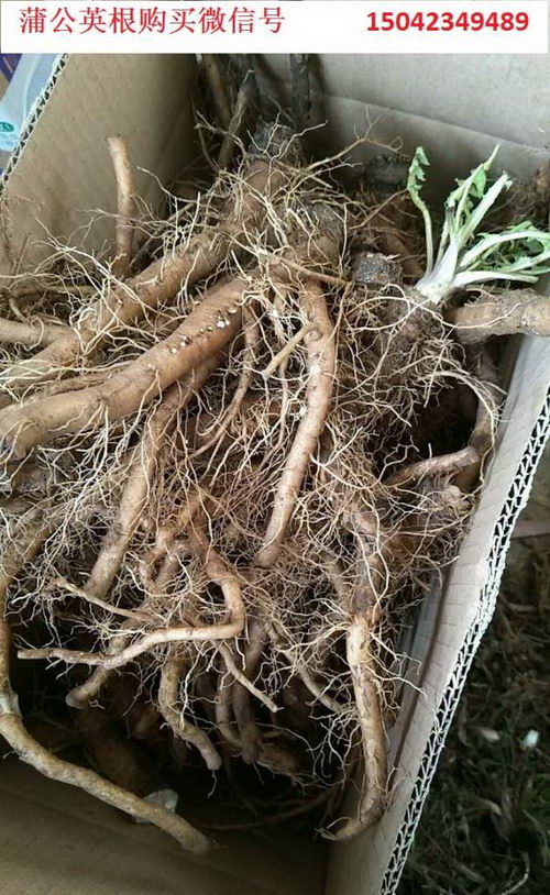 【村妮公社农产品】蒲公英根的药用价值,蒲公英是什么样子