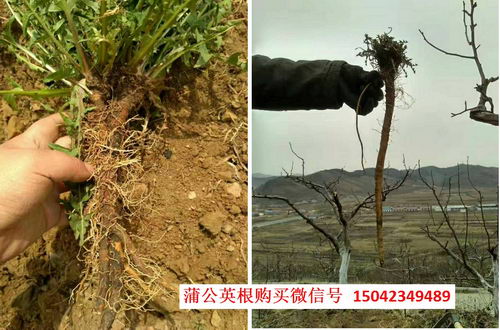 【村妮公社农产品】蒲公英根的药用价值,蒲公英是什么样子