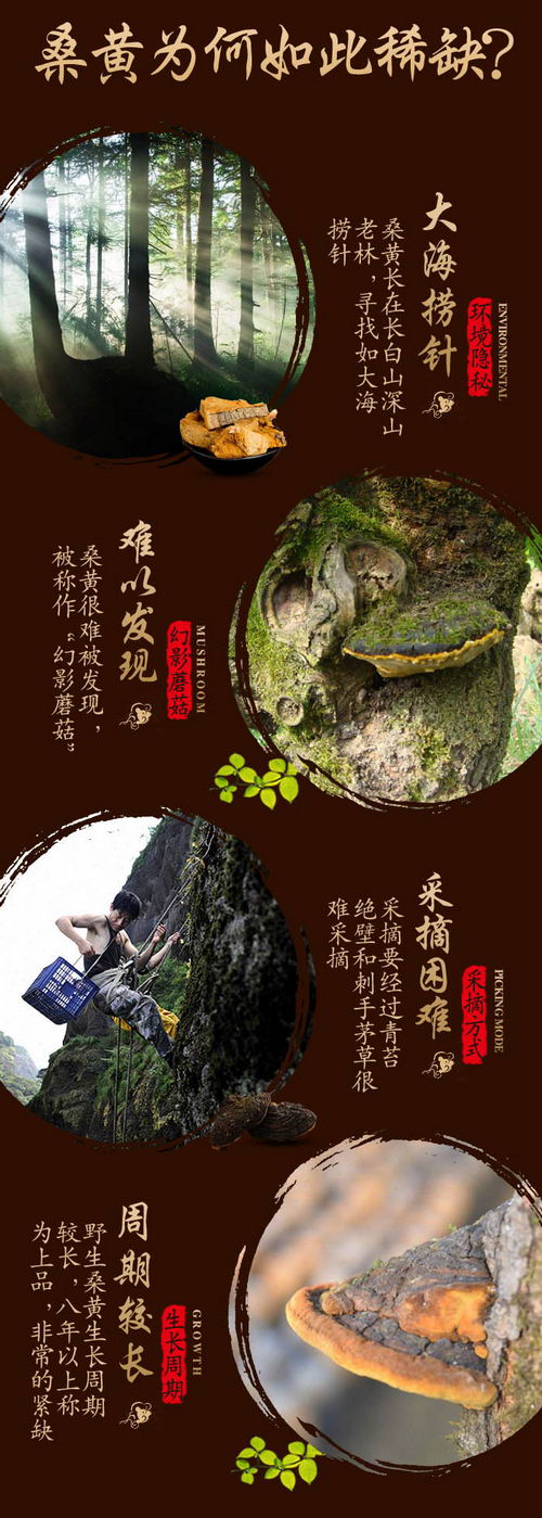 桑黄多少钱一斤,十月细润告诉你什么是好桑黄