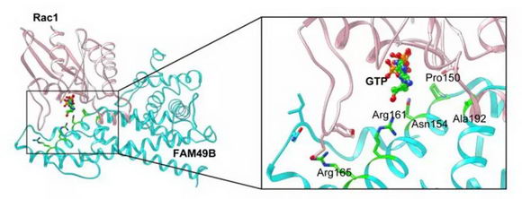 ϿƴŶȫCRISPRɸѡ̽ȫҩеحҽͱ
