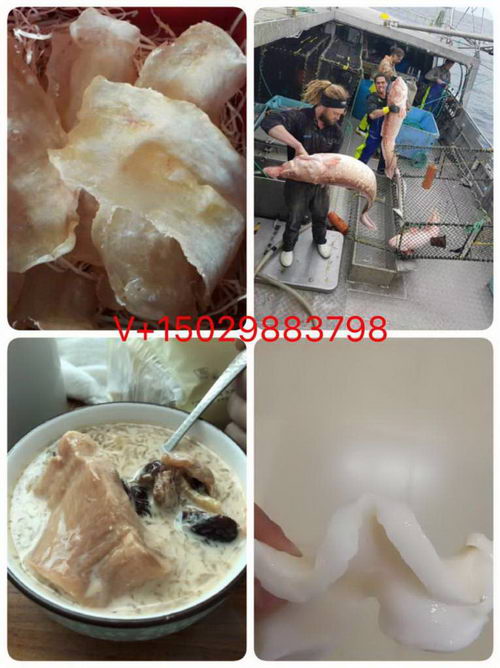 新西兰花胶怎么招代理,代理要怎么做