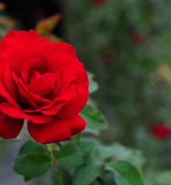 ���������뷳�˵ĺ���˵BYE BYE!