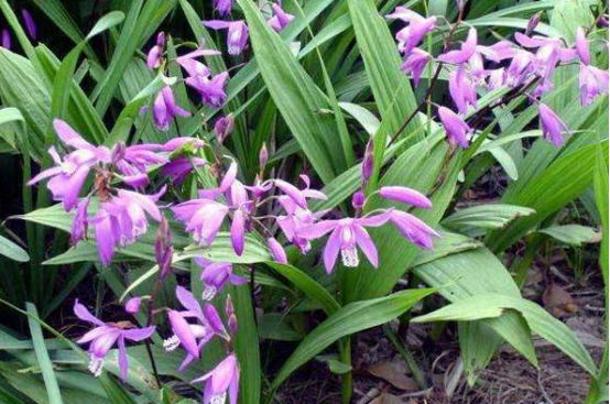 白芨种植能挣到钱吗 鼎农白芨带你致富