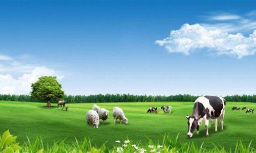 国外优质羊奶粉品牌大盘点,国外羊奶粉哪个品牌好?