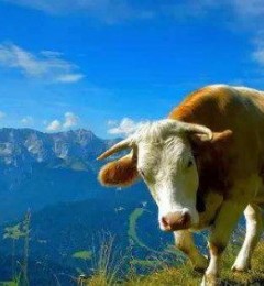 Ӣ��ţ���̷��Ƿֶ����飬Ӣ��ţ���̷۸��ζ���ʲô�ص㣿