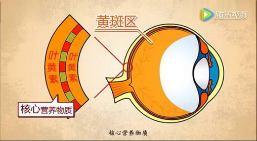 寒假做好这两点 孩子视力或还能提高