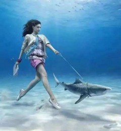 当你在海边散步，遇到一只会说话的海豚……