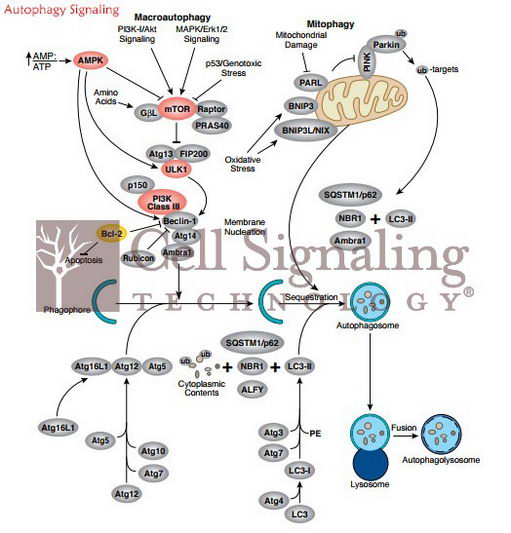 Aktλô࣬ữ쵼CSTôѡ