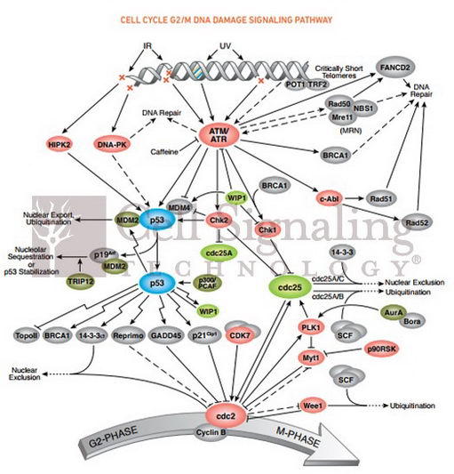Aktλô࣬ữ쵼CSTôѡ