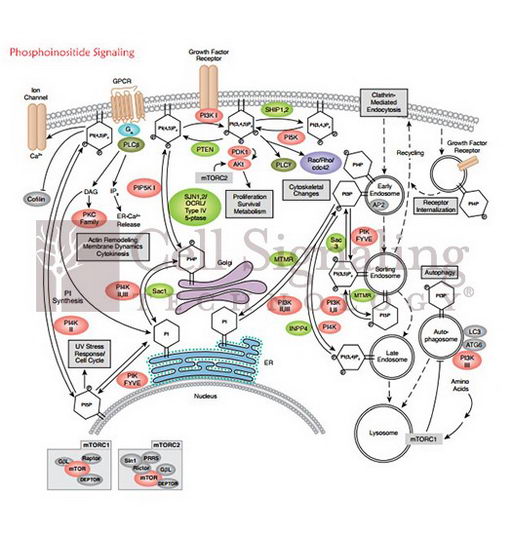 Aktλô࣬ữ쵼CSTôѡ