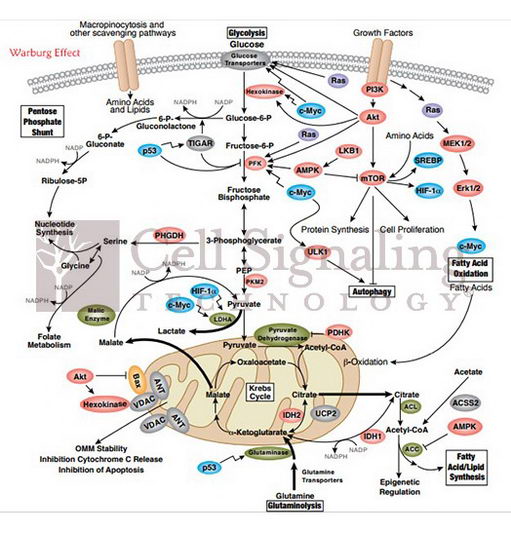 Aktλô࣬ữ쵼CSTôѡ
