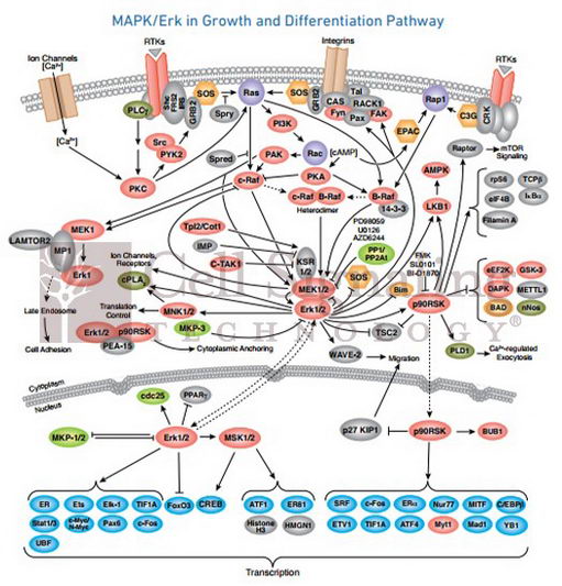 Aktλô࣬ữ쵼CSTôѡ