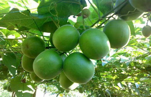 永福罗汉果“维C之王”,当之无愧!