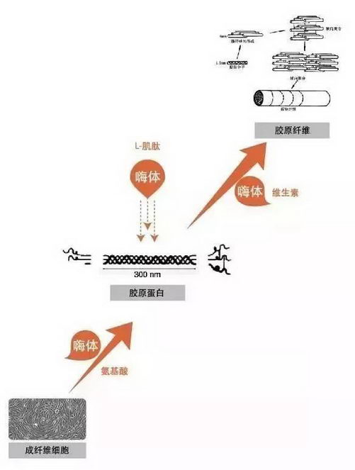 北京伊美尔爱康医院:嗨体注射后的效果能维持多久