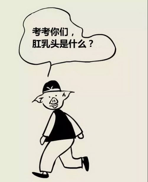 北京丰益肛肠医院科普——肛乳头肥大漫画图解