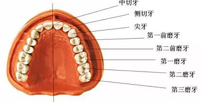 石家庄美莱医疗美容机构靠谱吗 牙齿矫正要先拔牙