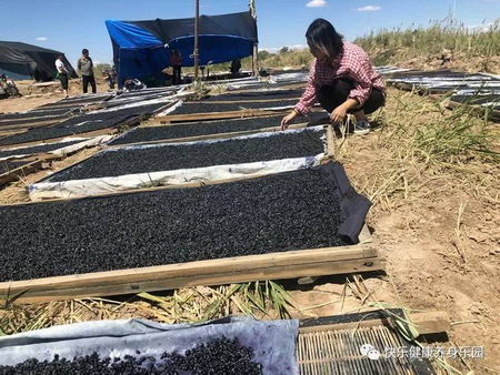 ֮湦Ч ԹຣСʼҵı֪