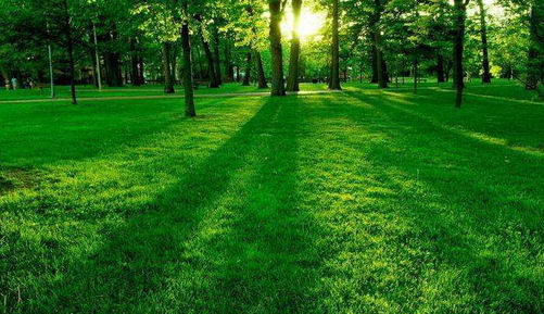 看绿色能缓解眼疲劳?西安普瑞眼科专家告诉你真相