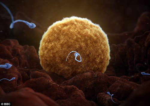 为什么需要2亿精子才能使一个卵子受精？