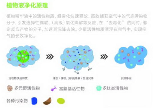 ֲܾܲPUREayreֲ;