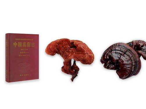 “赤芝生霍山”的本草考证