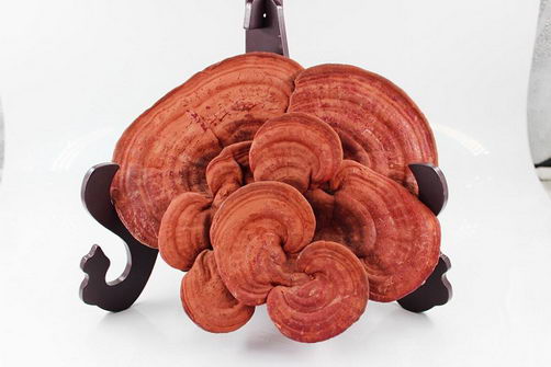 “赤芝生霍山”的本草考证