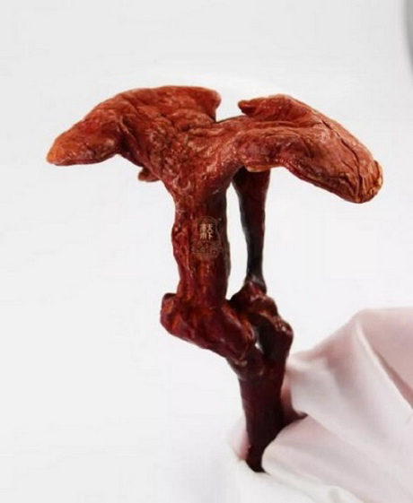 道地药材霍山赤芝:冬季滋补调理上品