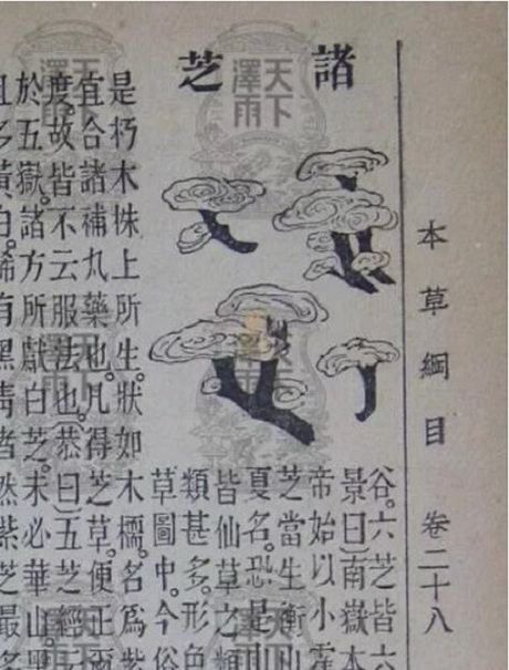 道地药材霍山赤芝:冬季滋补调理上品