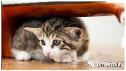 Mercola医生告诉您:如何识别虐待动物的迹象