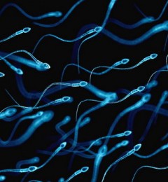 3D显微镜重建精子的游动方式 新研究颠覆历史认知